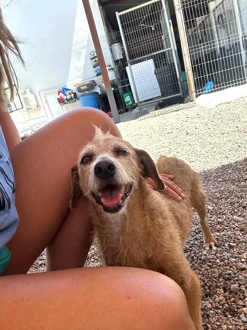 Enlarge Cachetona, a Adoptable mixed breed in San Diego, CA image 5/6