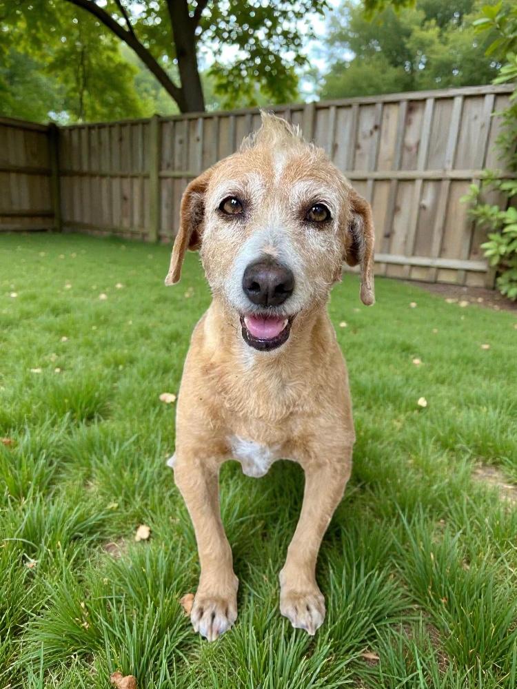 Enlarge Cachetona, a Adoptable mixed breed in San Diego, CA image 2/6