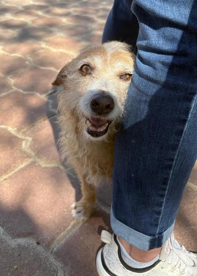 Enlarge Cachetona, a Adoptable mixed breed in San Diego, CA image 4/6