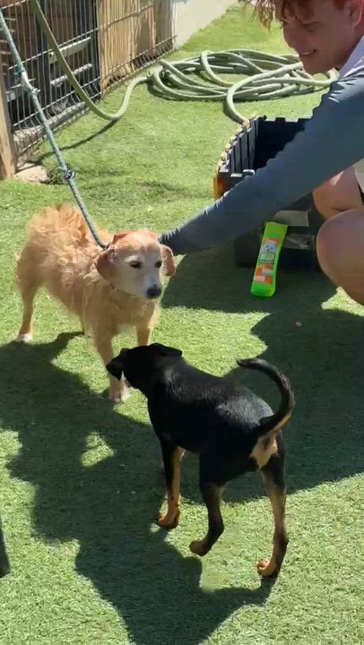Enlarge Cachetona, a Adoptable mixed breed in San Diego, CA video 3/6