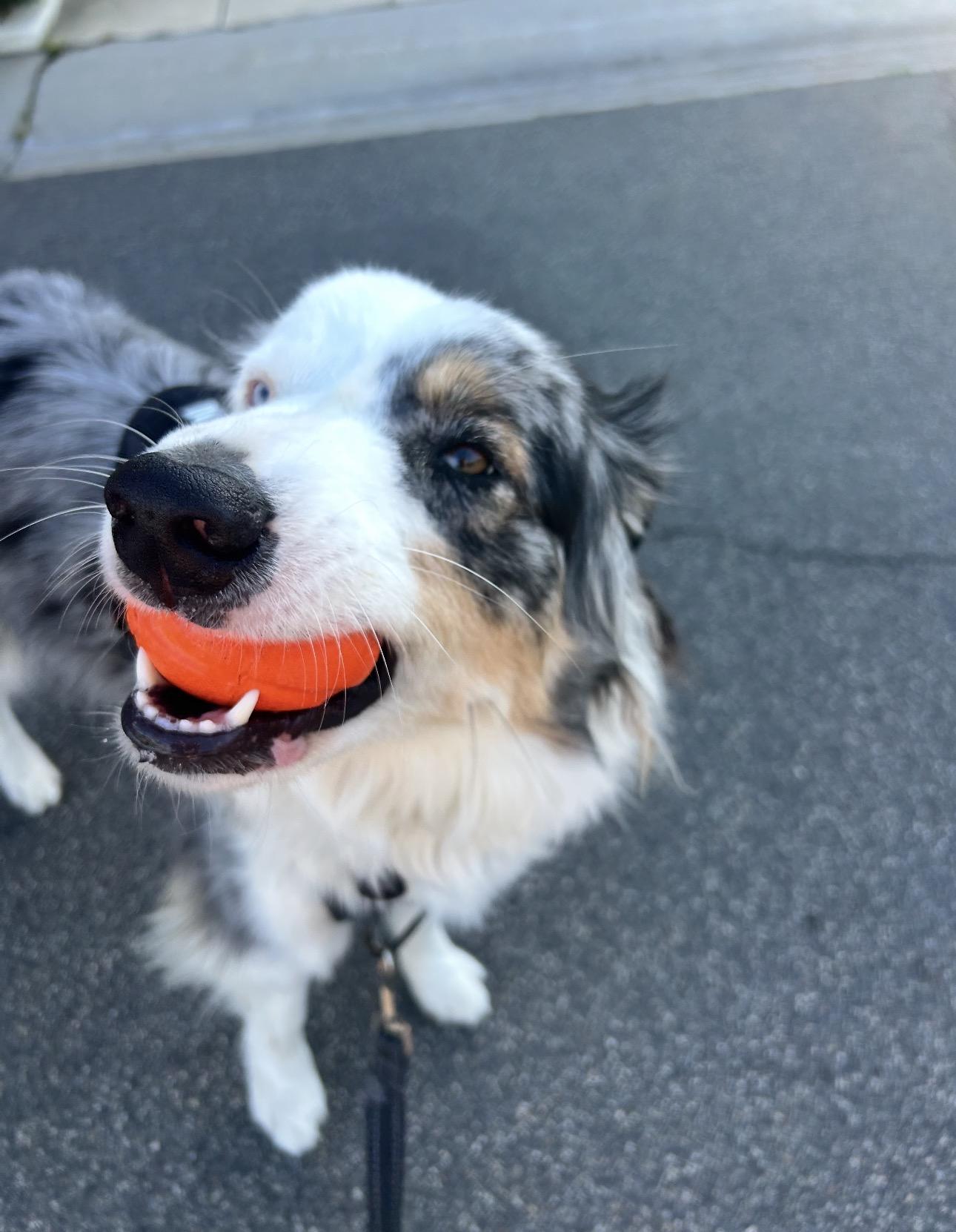Enlarge Toby, a Adoptable Australian Shepherd in Burbank, CA image 4/6