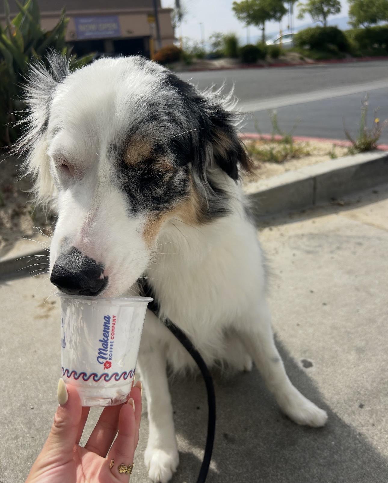 Enlarge Toby, a Adoptable Australian Shepherd in Burbank, CA image 3/6