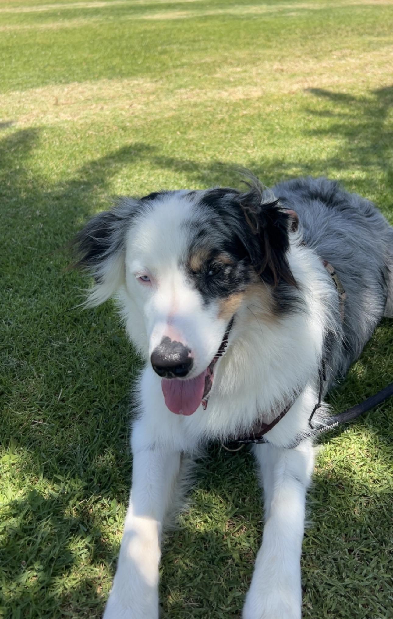 Enlarge Toby, a Adoptable Australian Shepherd in Burbank, CA image 5/6