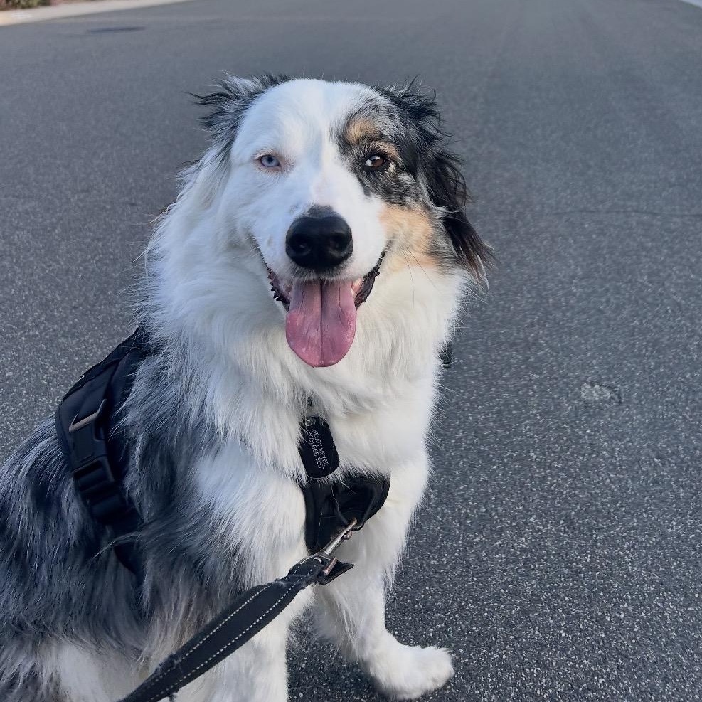 Enlarge Toby, a Adoptable Australian Shepherd in Burbank, CA image 1/6