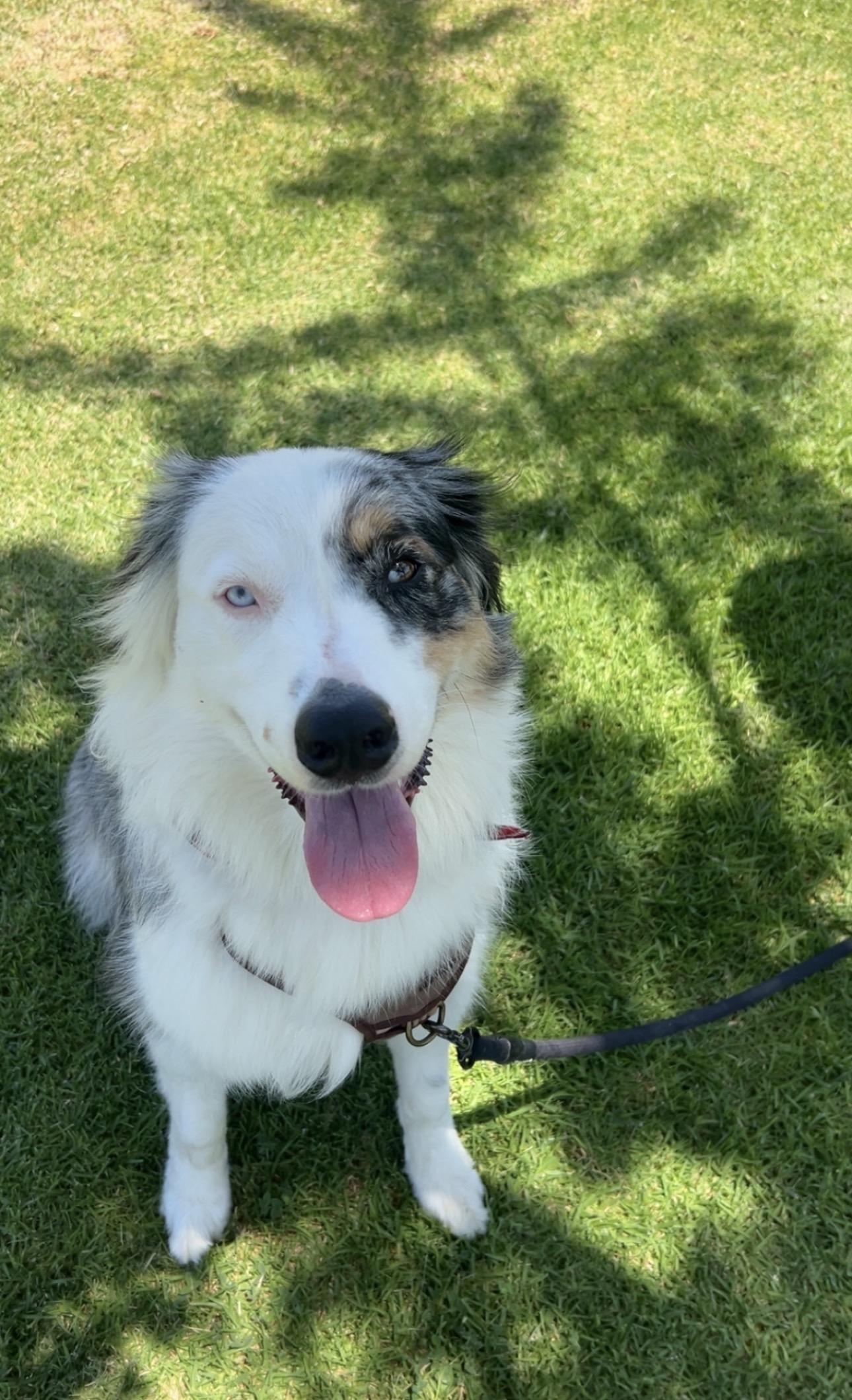 Enlarge Toby, a Adoptable Australian Shepherd in Burbank, CA image 2/6