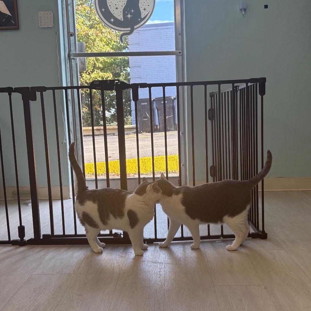 Zen, a Adoptable Domestic Short Hair in PITTSBURGH, PA image 3/4