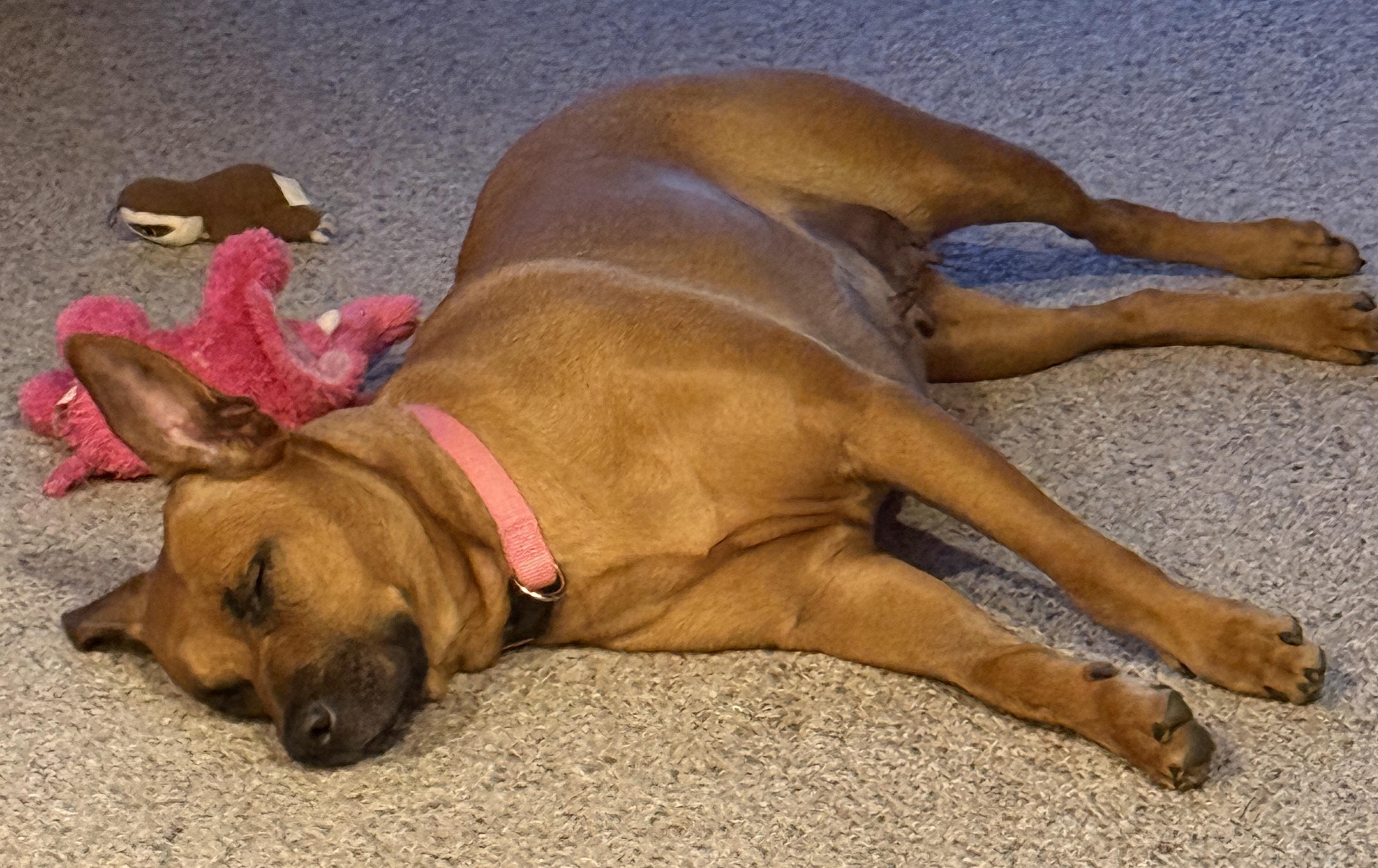 Enlarge Ava, a Adoptable mixed breed in Alpena, MI image 5/5