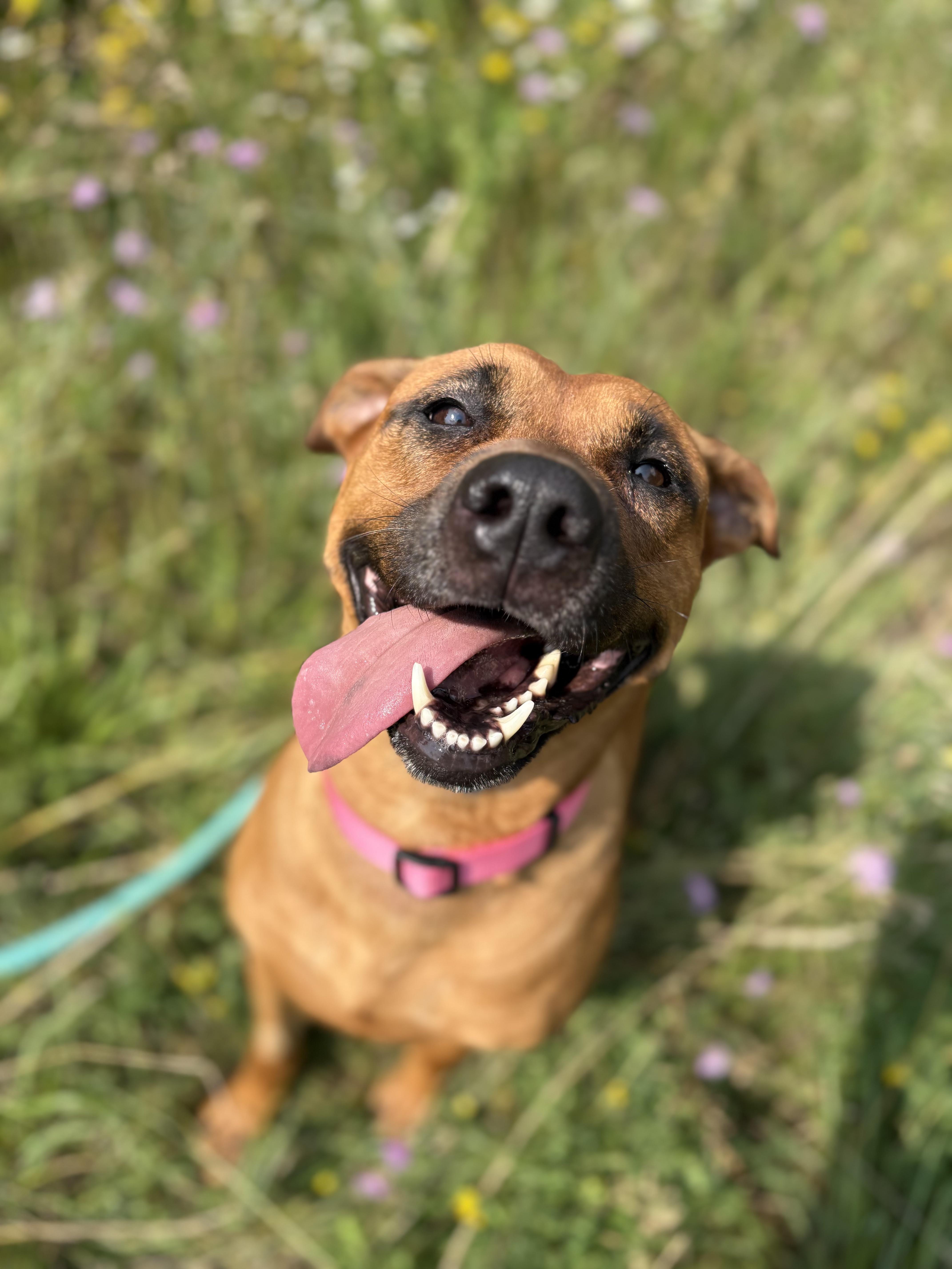 Enlarge Ava, a Adoptable mixed breed in Alpena, MI image 4/5