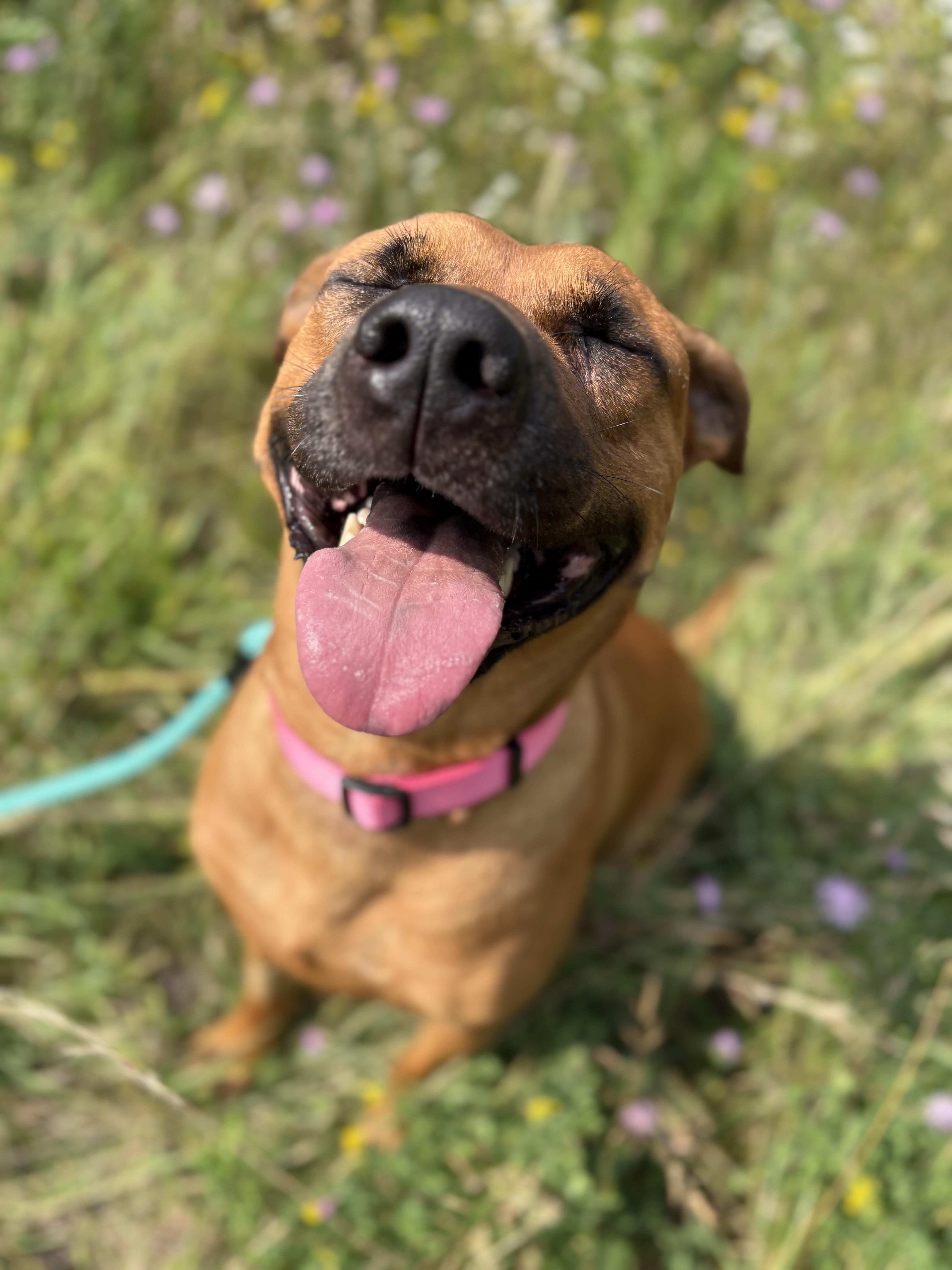 Enlarge Ava, a Adoptable mixed breed in Alpena, MI image 3/5