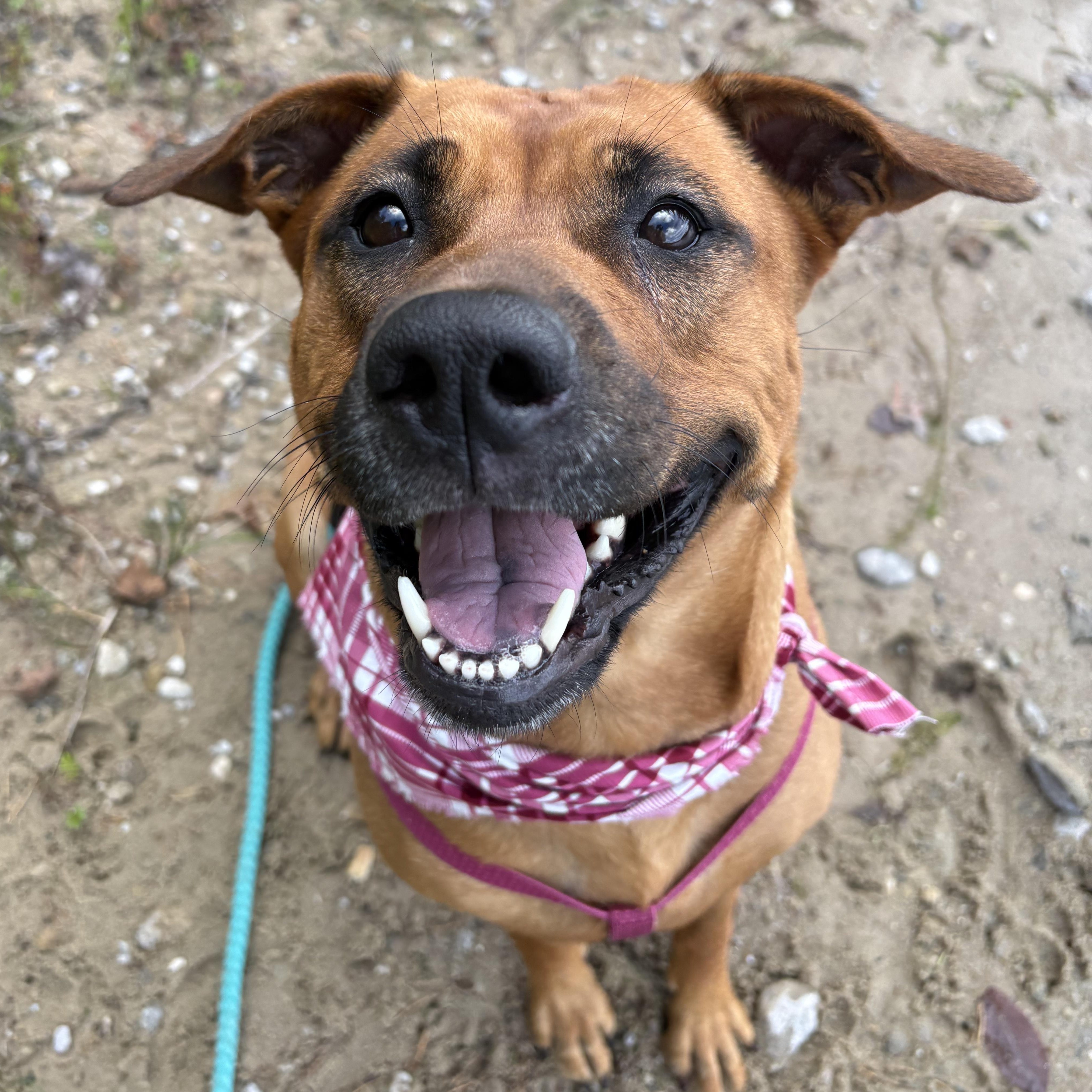 Ava, Adoptable, Adult Female Labrador Retriever & Boxer.