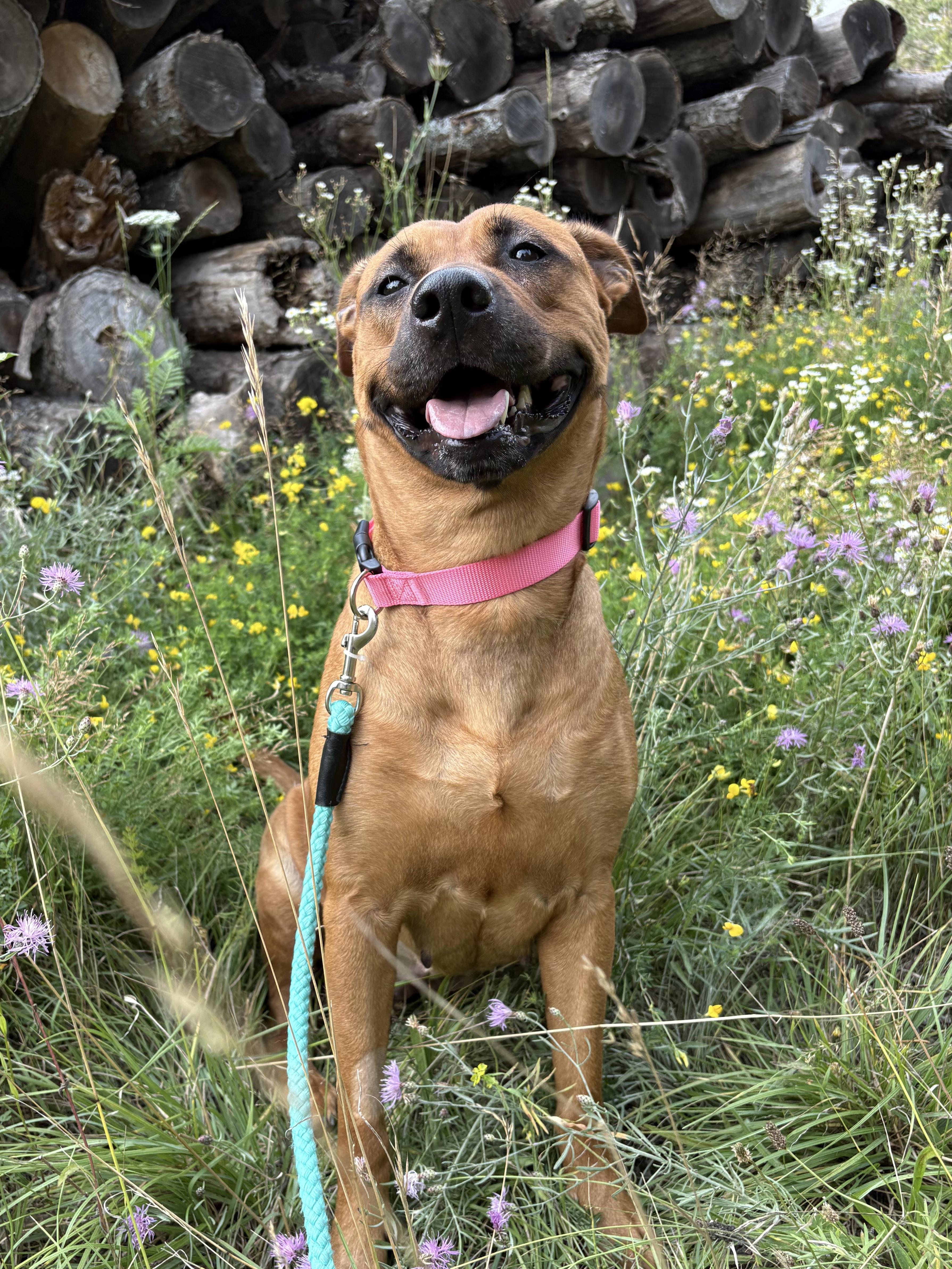 Enlarge Ava, a Adoptable mixed breed in Alpena, MI image 2/5