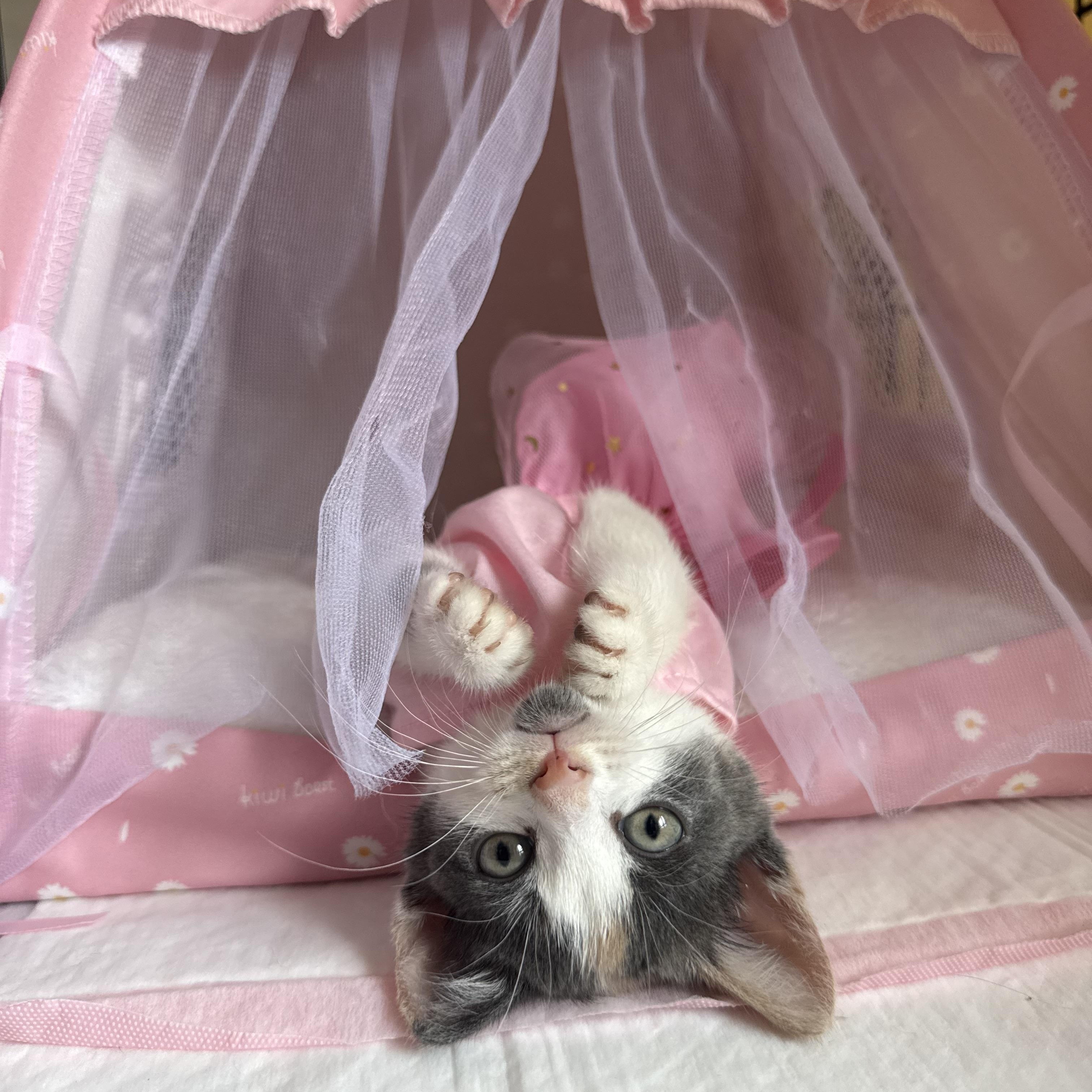 Zuri, a ADOPTABLE Domestic Short Hair in Brooklyn, NY image 2/6