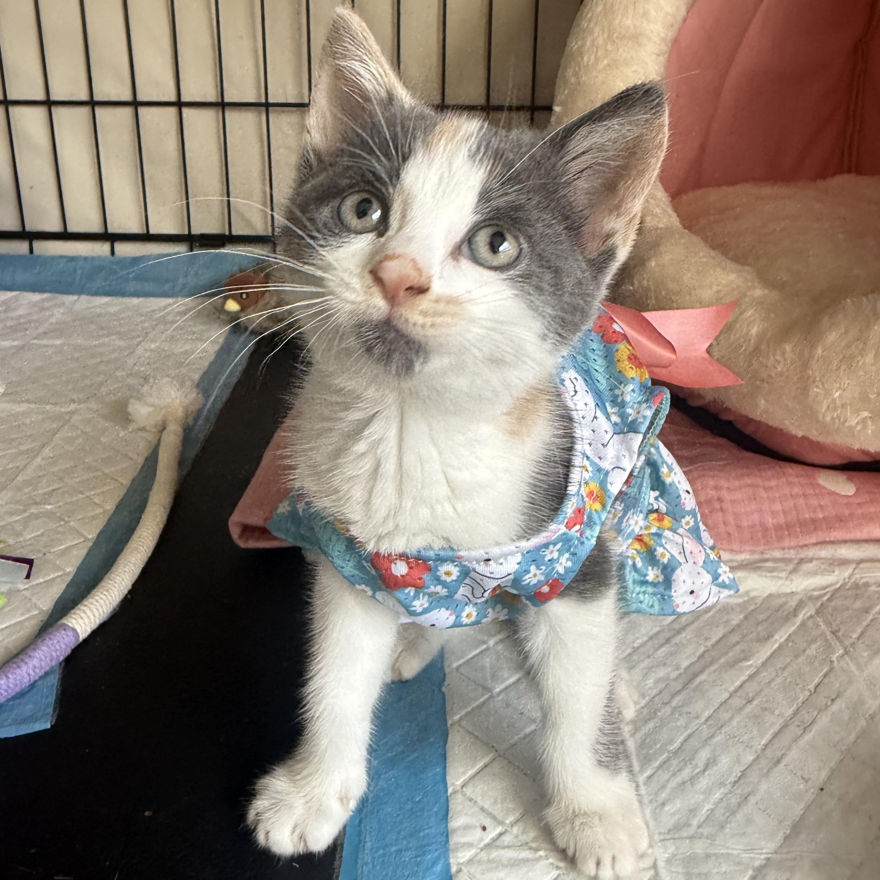Zuri, a ADOPTABLE Domestic Short Hair in Brooklyn, NY image 6/6