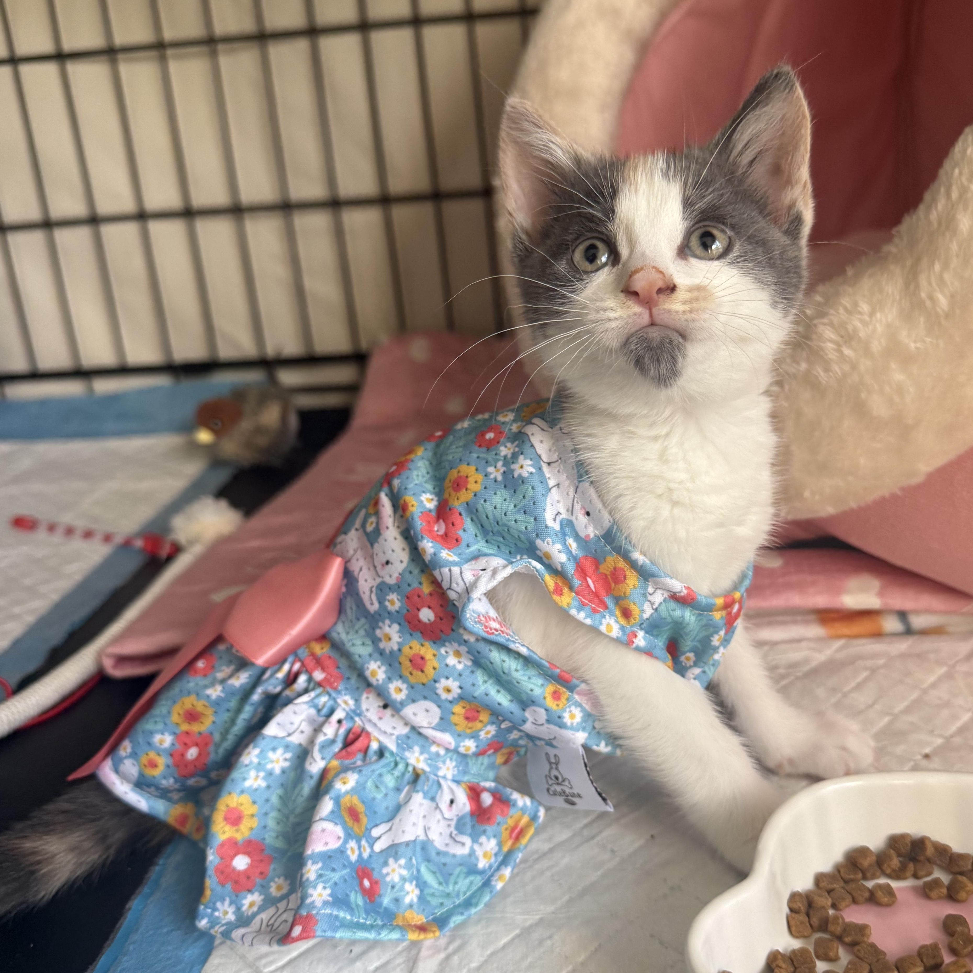 Zuri, a ADOPTABLE Domestic Short Hair in Brooklyn, NY image 5/6