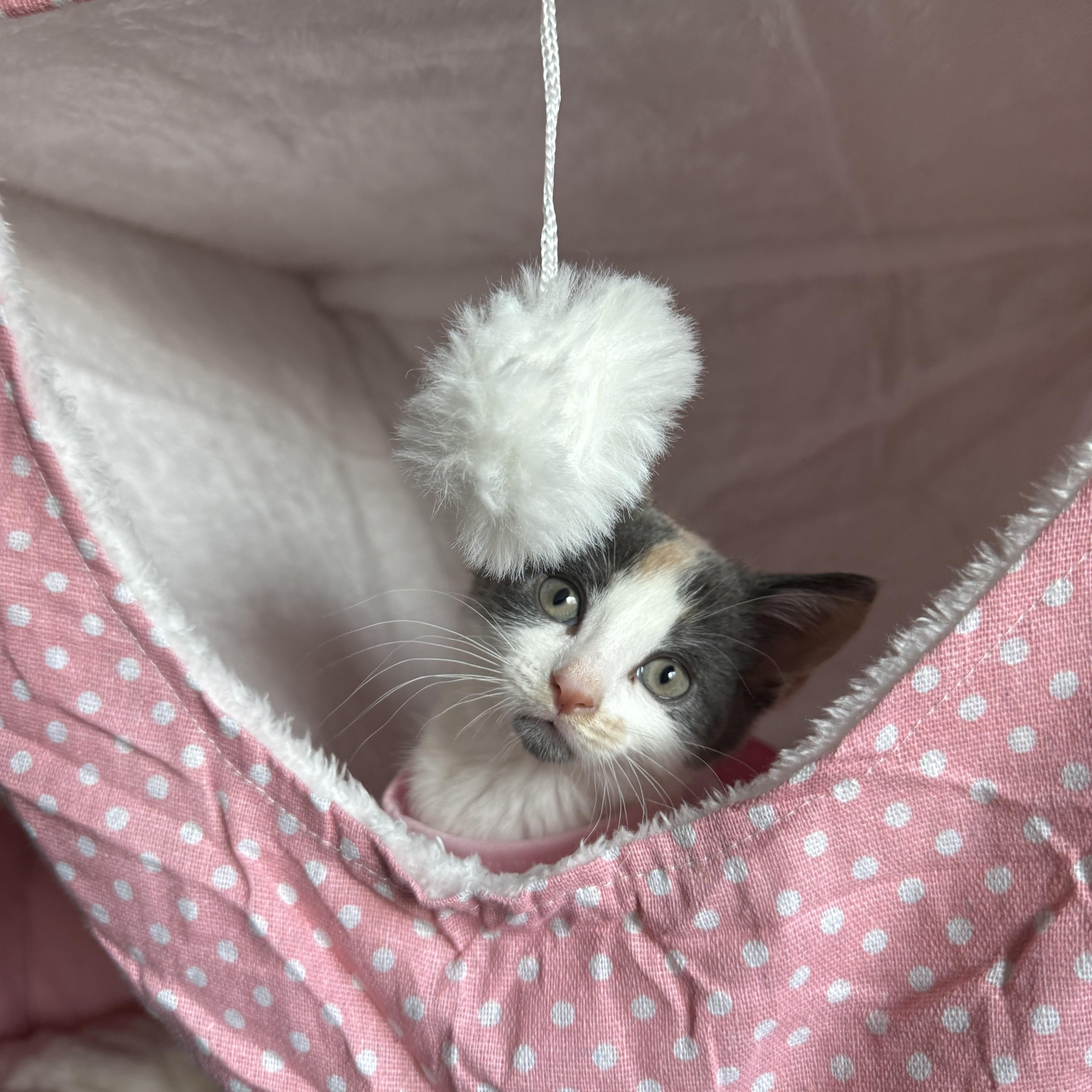 Zuri, a ADOPTABLE Domestic Short Hair in Brooklyn, NY image 4/6