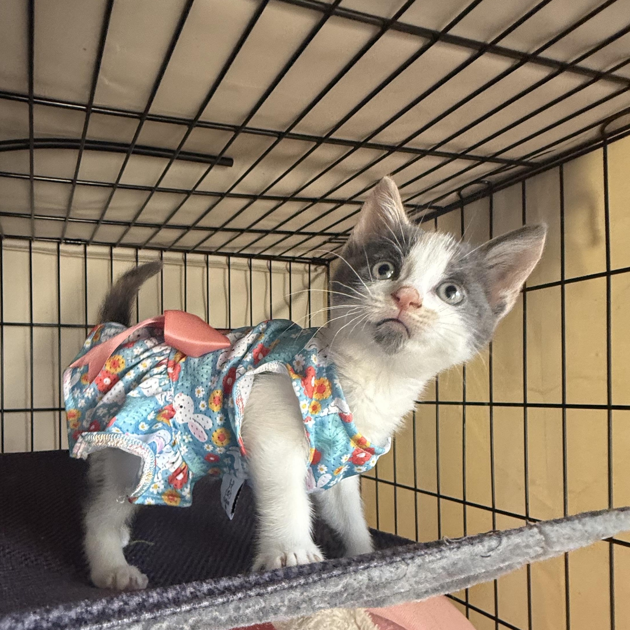 Zuri, a ADOPTABLE Domestic Short Hair in Brooklyn, NY image 3/6