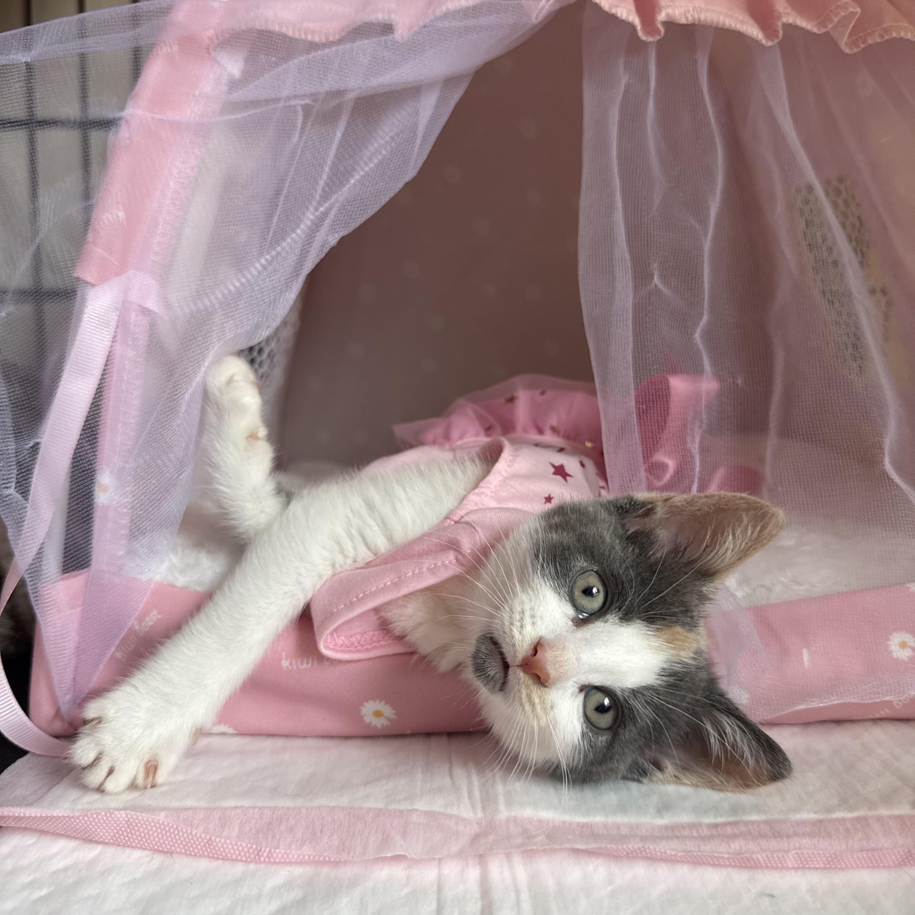 Zuri, a ADOPTABLE Domestic Short Hair in Brooklyn, NY image 1/6