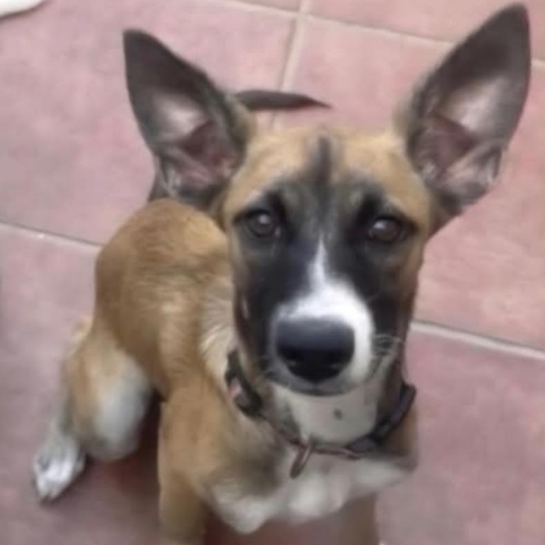 Churro, a ADOPTABLE mixed breed in Sunderland, MD image 1/6