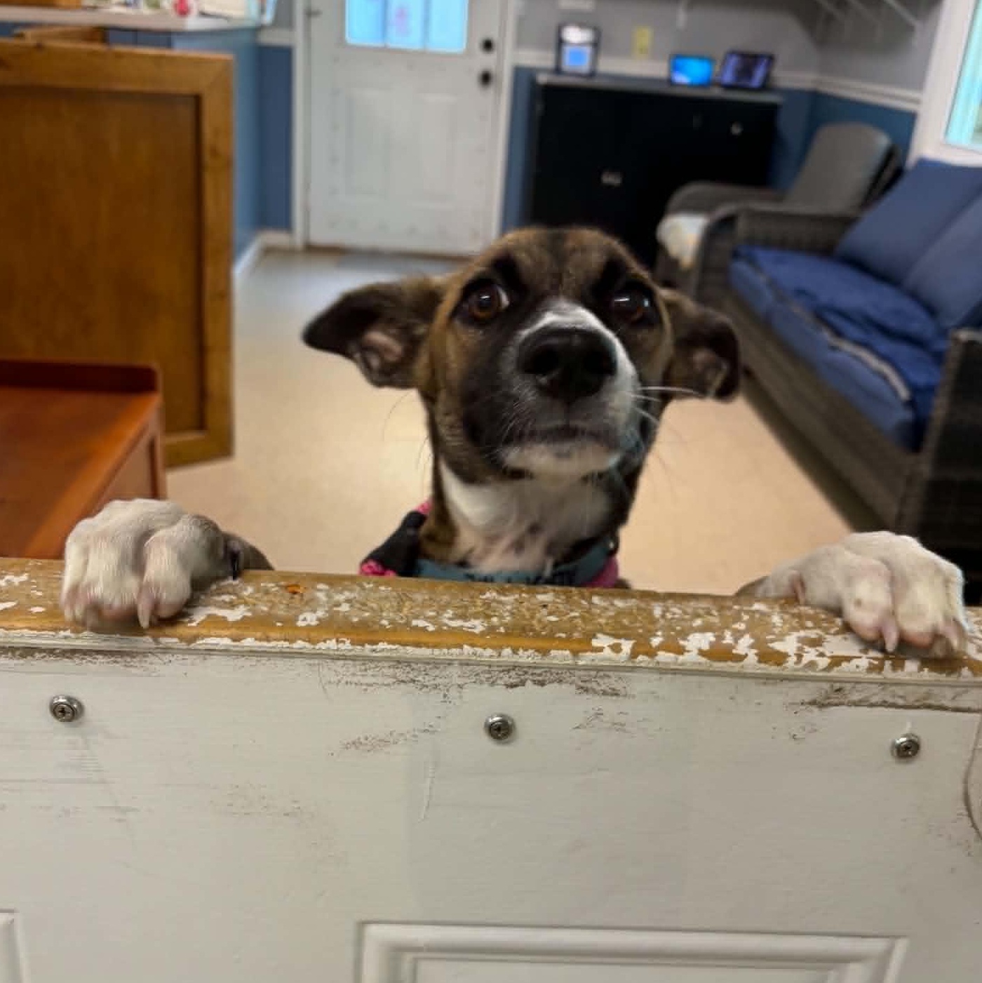 Churro, a ADOPTABLE mixed breed in Sunderland, MD image 2/6
