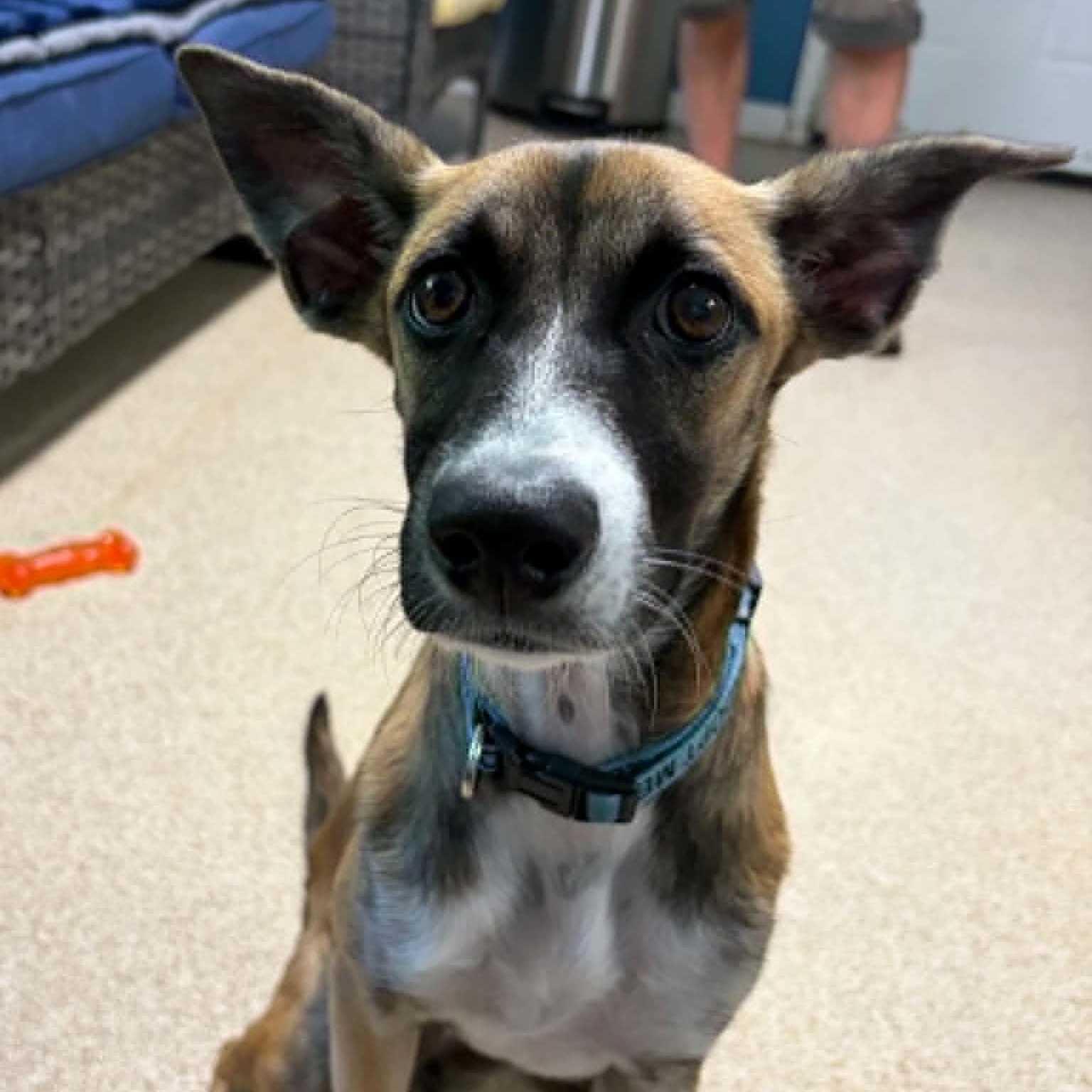 Churro, a ADOPTABLE mixed breed in Sunderland, MD image 6/6