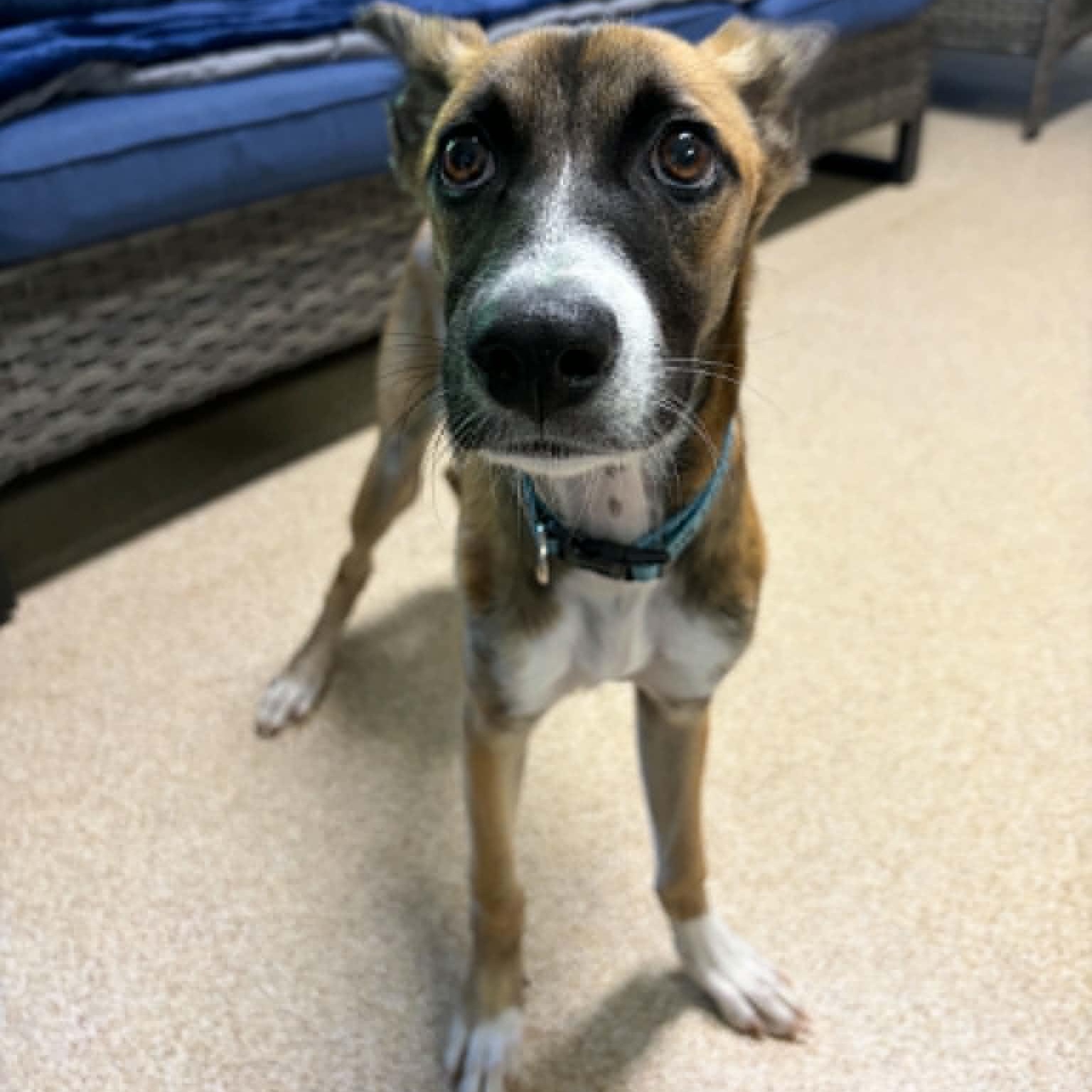 Churro, a ADOPTABLE mixed breed in Sunderland, MD image 4/6