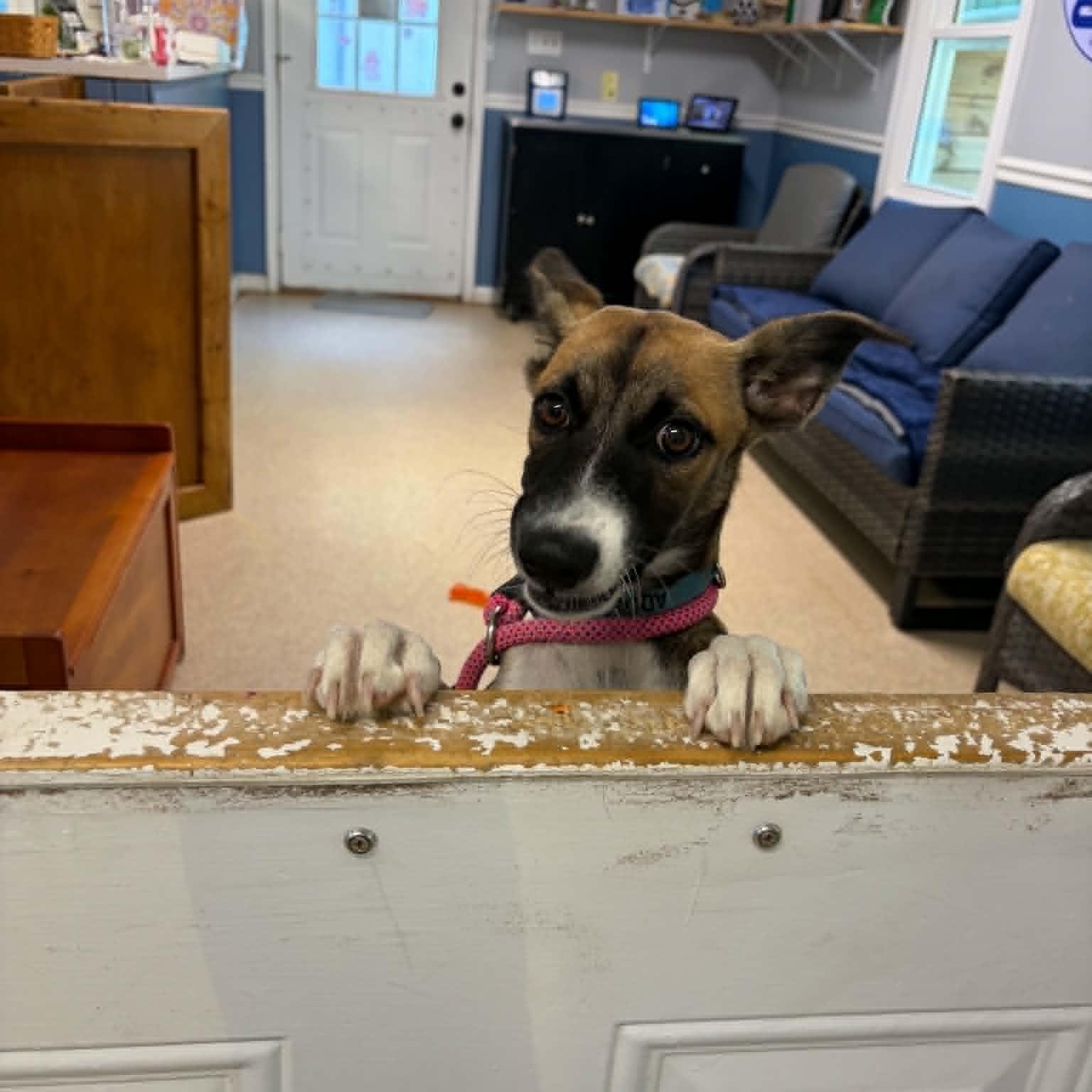 Churro, a ADOPTABLE mixed breed in Sunderland, MD image 5/6