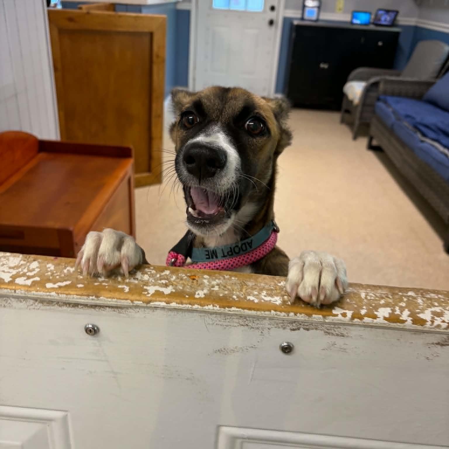 Churro, a ADOPTABLE mixed breed in Sunderland, MD image 3/6