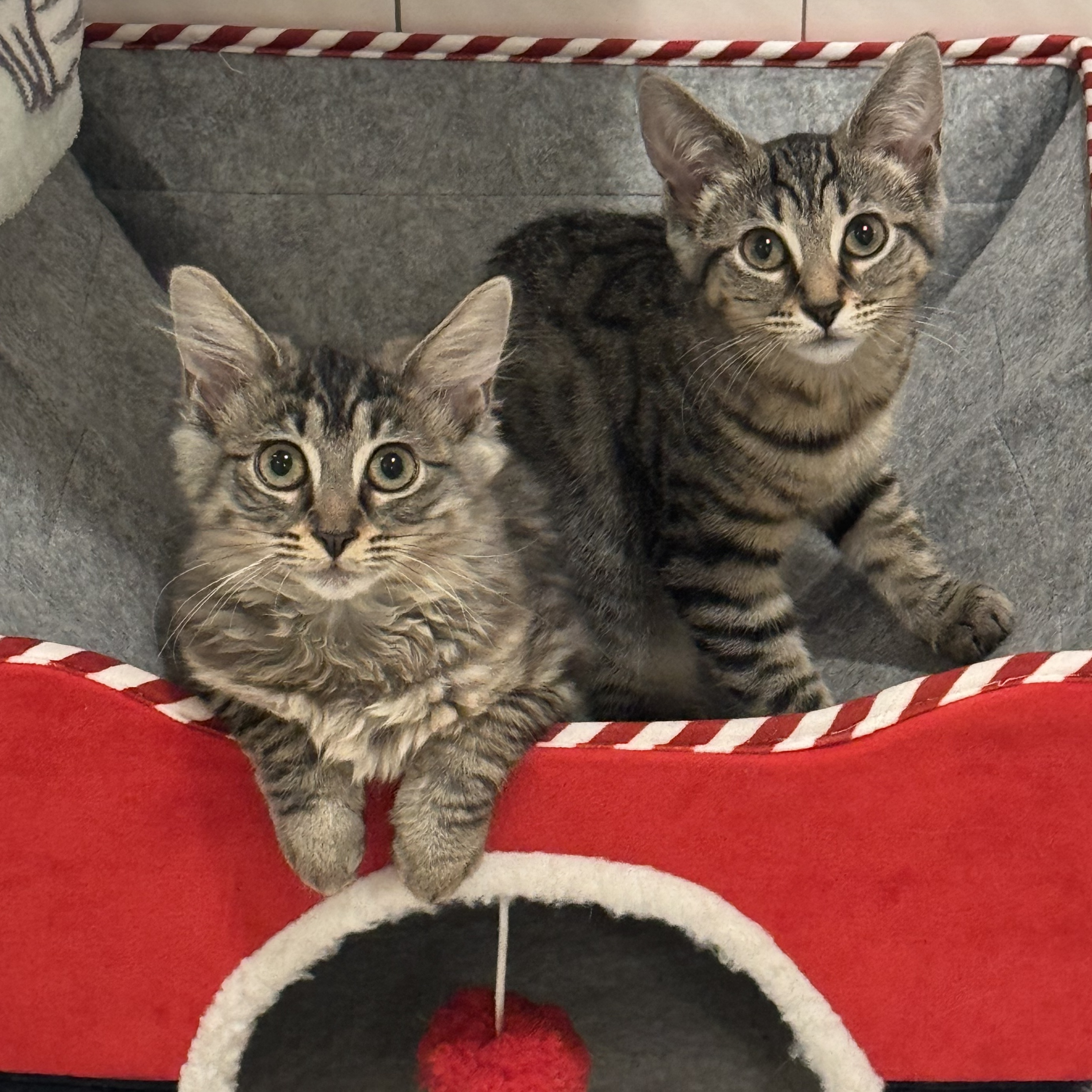 Enlarge Selena (and Taylor), an adopted mixed breed in Norfolk, VA image 3/6