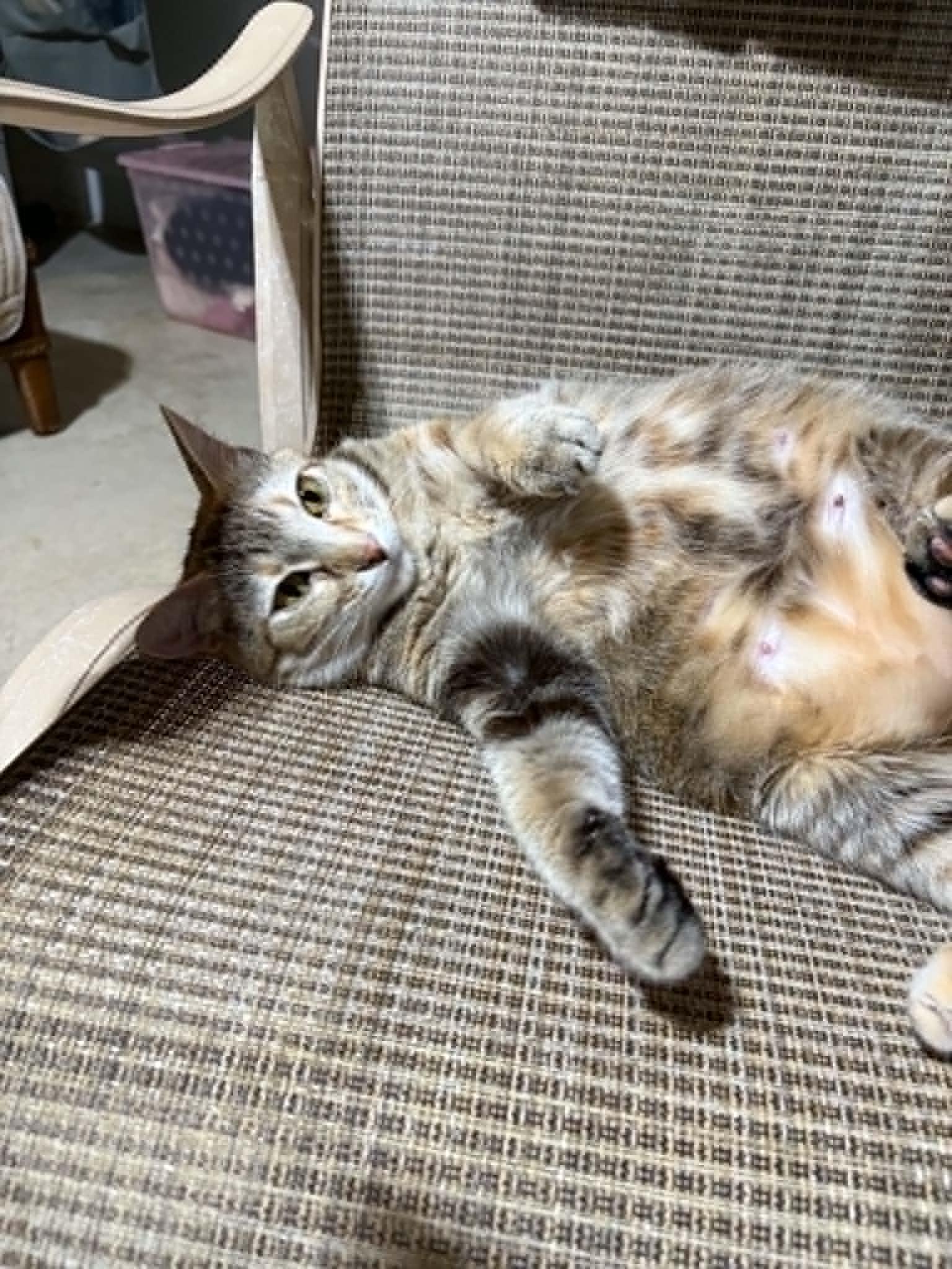 Lady, a ADOPTABLE Domestic Short Hair in Herculaneum, MO image 3/3