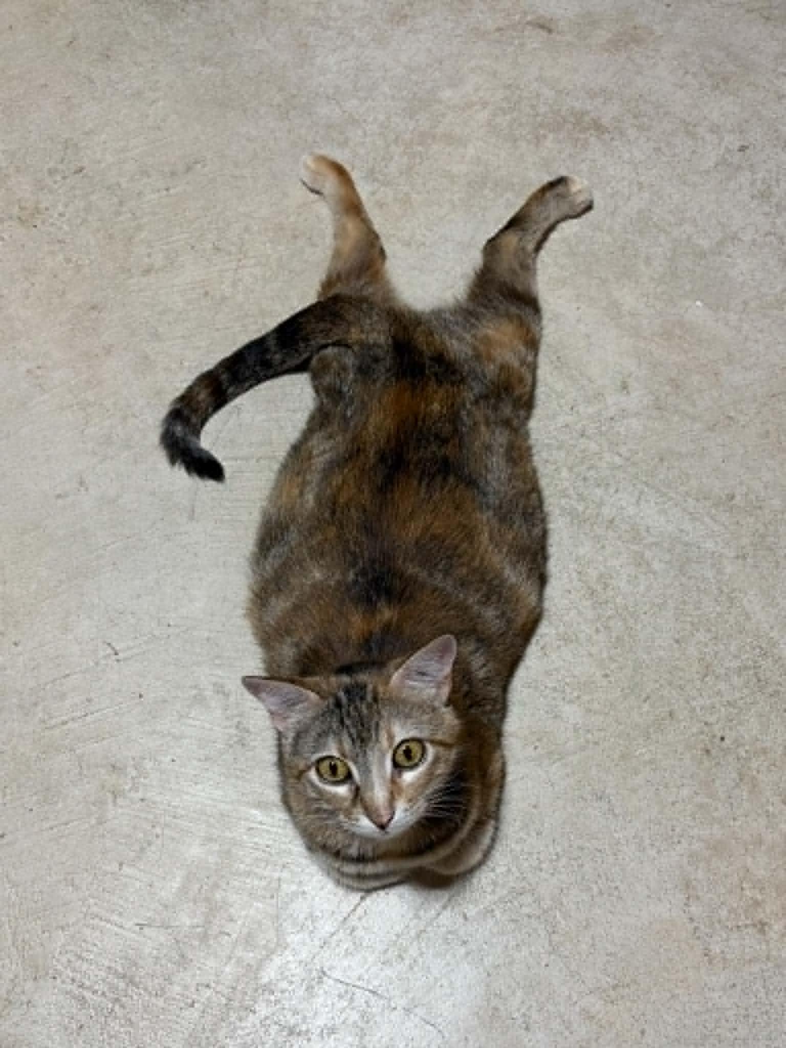 Lady, a ADOPTABLE Domestic Short Hair in Herculaneum, MO image 1/3