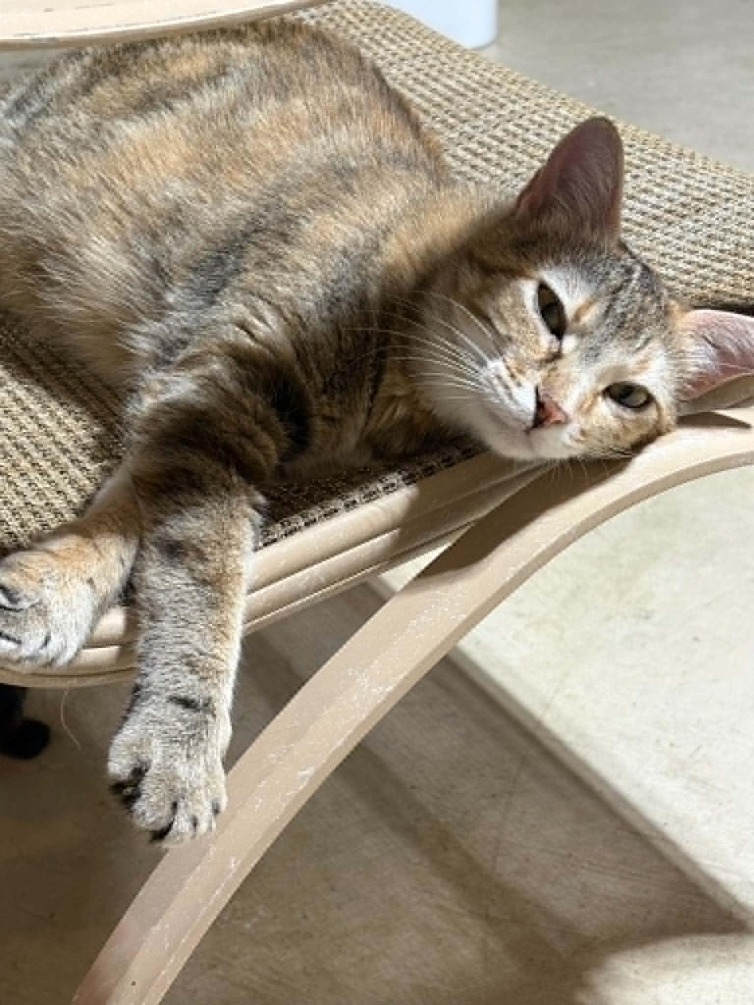 Lady, a ADOPTABLE Domestic Short Hair in Herculaneum, MO image 2/3