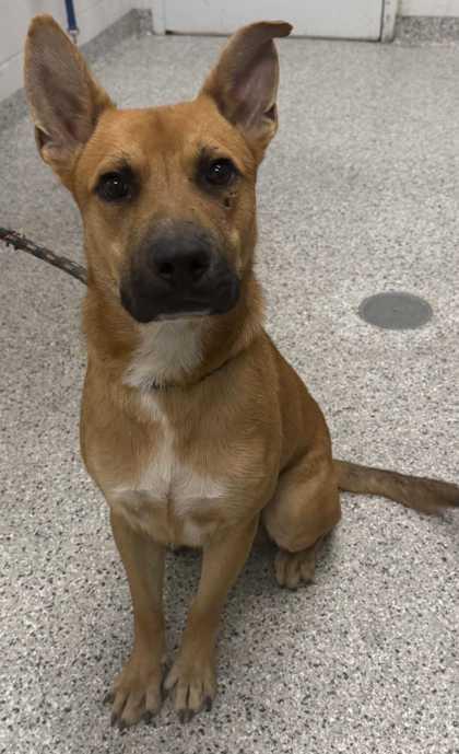 Enlarge Merlin, a Adoptable mixed breed in Kansas City, MO image 1/1