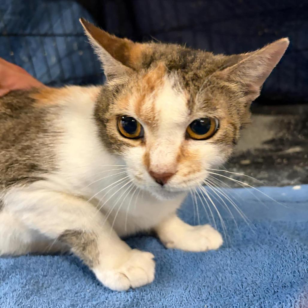 Marci, Adoptable, Adult Female Domestic Short Hair.