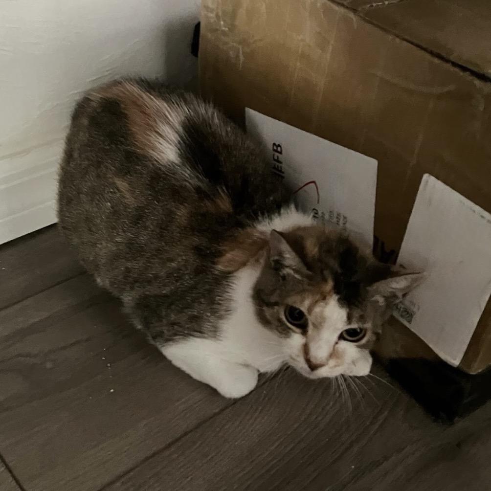 Enlarge Marci, a Adoptable Domestic Short Hair in Williston, FL image 2/2