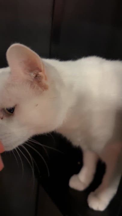 Enlarge Pepe, a Adoptable Domestic Short Hair in Kennebunk , ME video 3/5