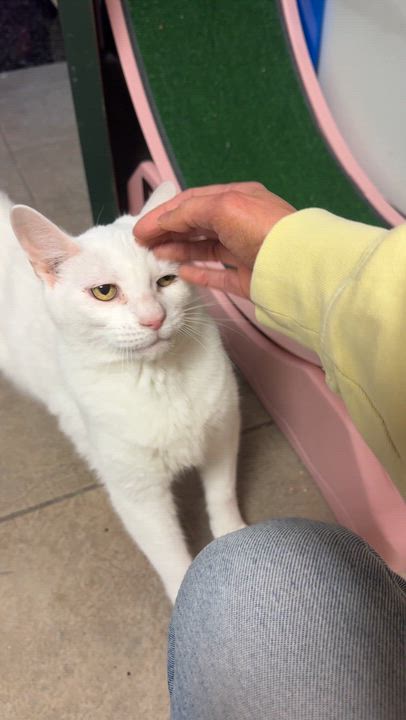 Enlarge Pepe, a Adoptable Domestic Short Hair in Kennebunk , ME video 4/5