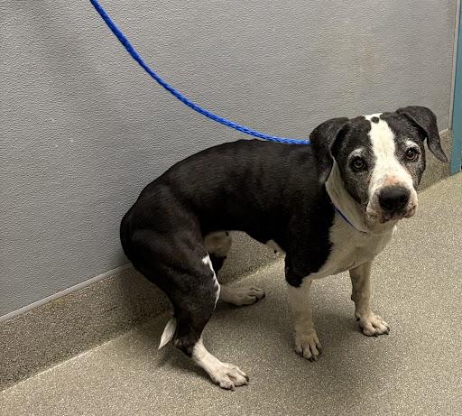 BROOKLYN, Adoptable, Senior Female Pit Bull Terrier.
