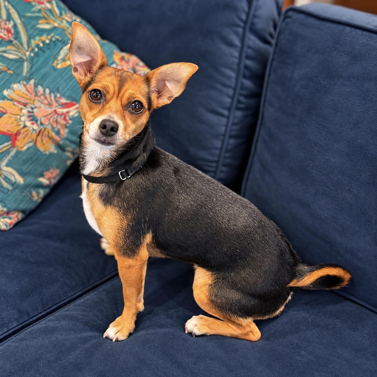 Enlarge Sassy. Sponsored Fee, a Adoptable mixed breed in Columbia, MD image 1/4