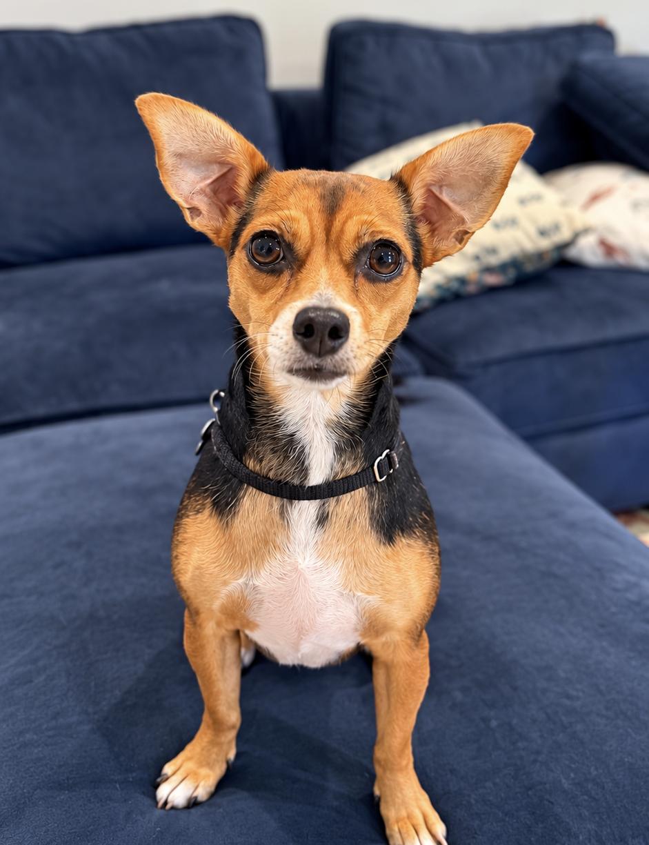 Enlarge Sassy. Sponsored Fee, a Adoptable mixed breed in Columbia, MD image 2/4