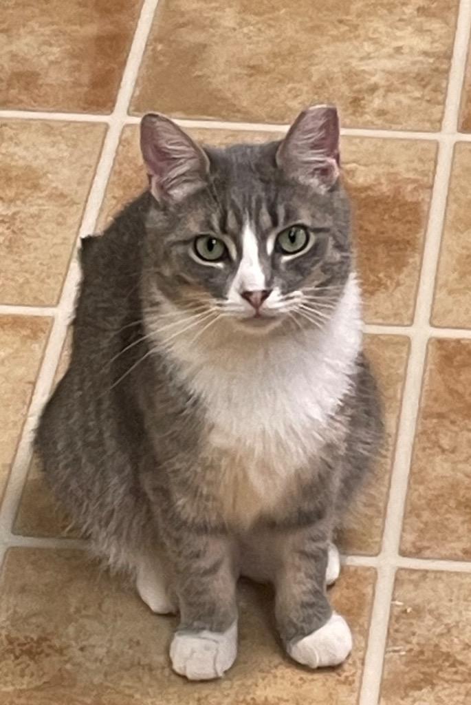 Enlarge Little Gray, a Adoptable mixed breed in Westfield, NY image 1/2