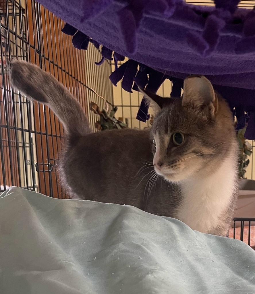 Enlarge Little Gray, a Adoptable mixed breed in Westfield, NY image 1/1