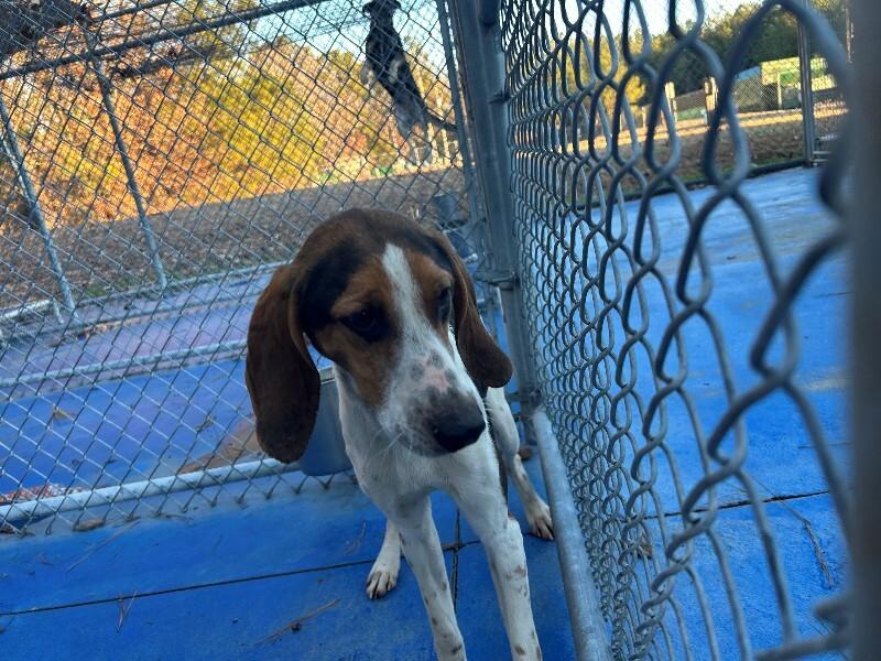 Paul, Adoptable, Adult Male Hound.