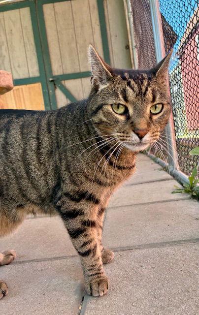 Enlarge King, a Adoptable Tiger in Spring Lake, NJ image 1/3