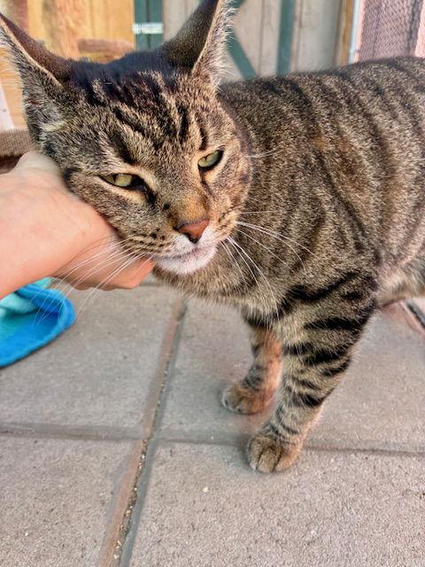 Enlarge King, a Adoptable Tiger in Spring Lake, NJ image 3/3