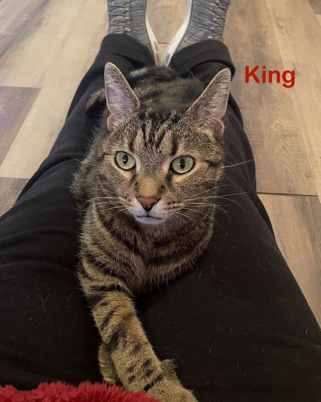 Enlarge King, a Adoptable Tiger in Spring Lake, NJ image 3/3