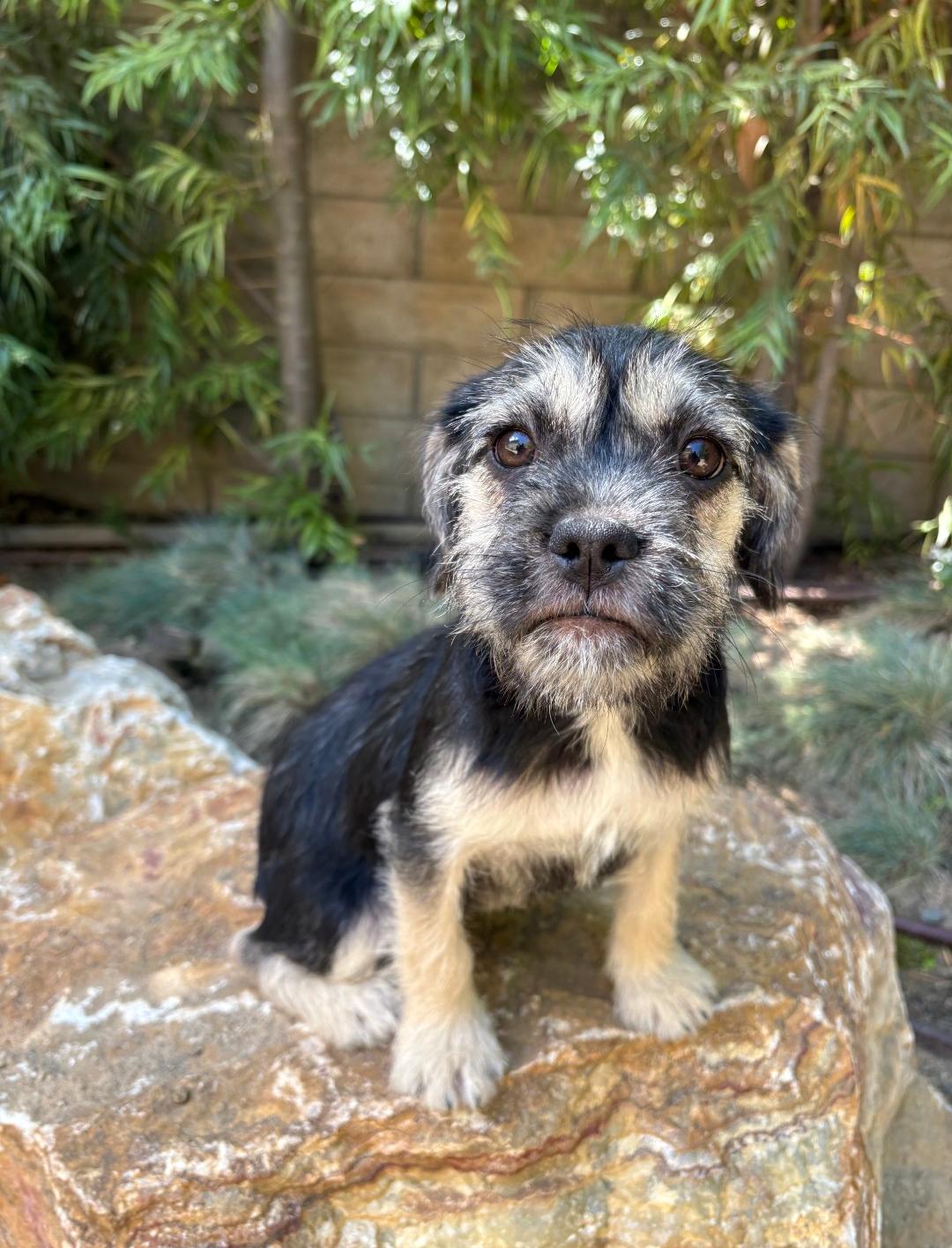 Lexus, adopted, Puppy Female Terrier & Poodle.