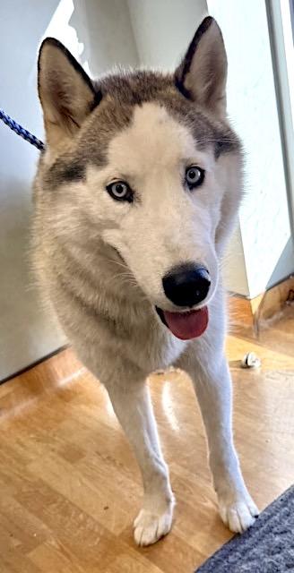 Francesco Rivaldi, a Adoptable Husky in Mount Airy, NC image 1/2