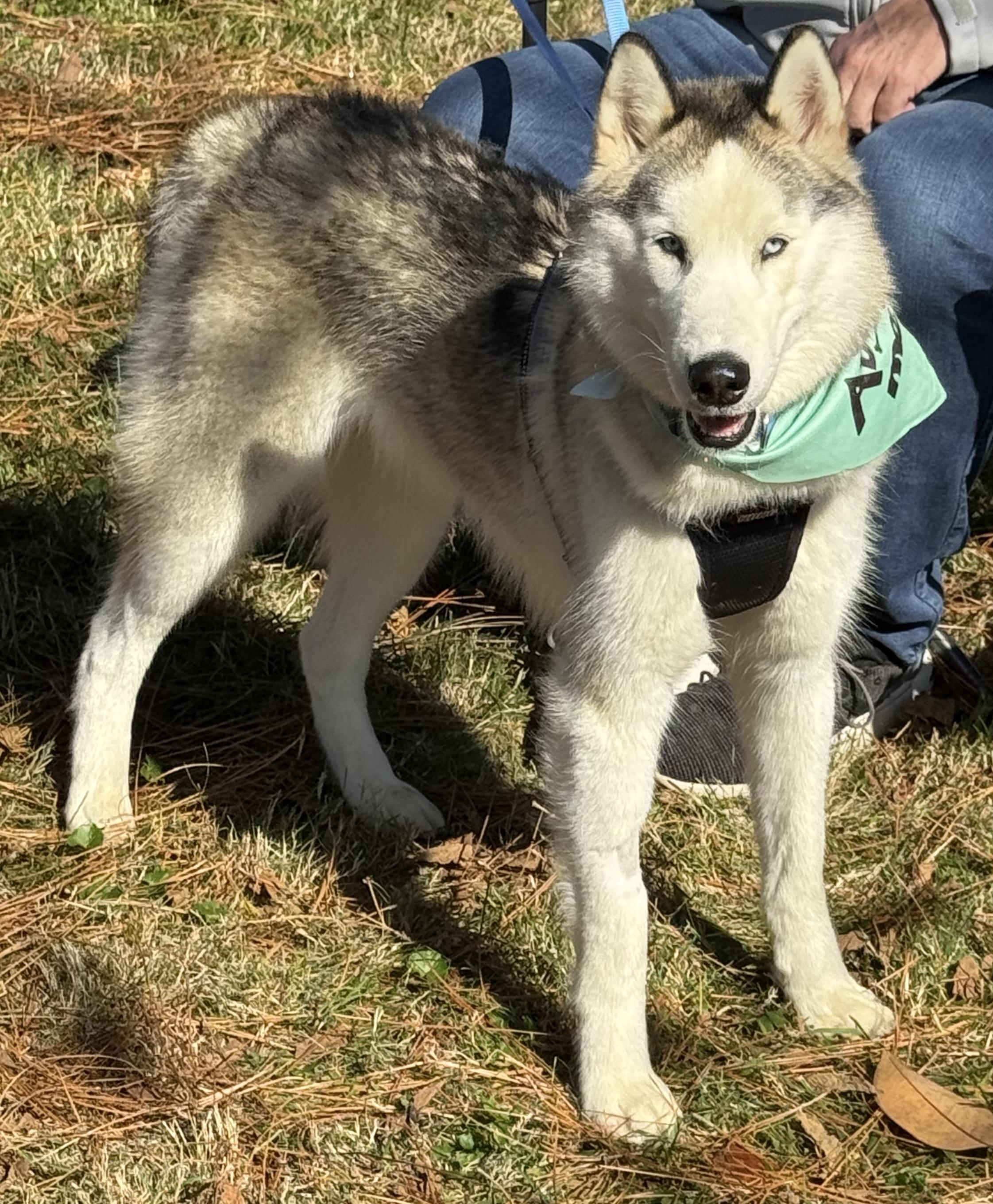 Francesco Rivaldi, Adoptable, Adult Male Husky.