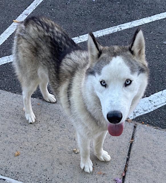 Francesco Rivaldi, a Adoptable Husky in Mount Airy, NC image 2/2