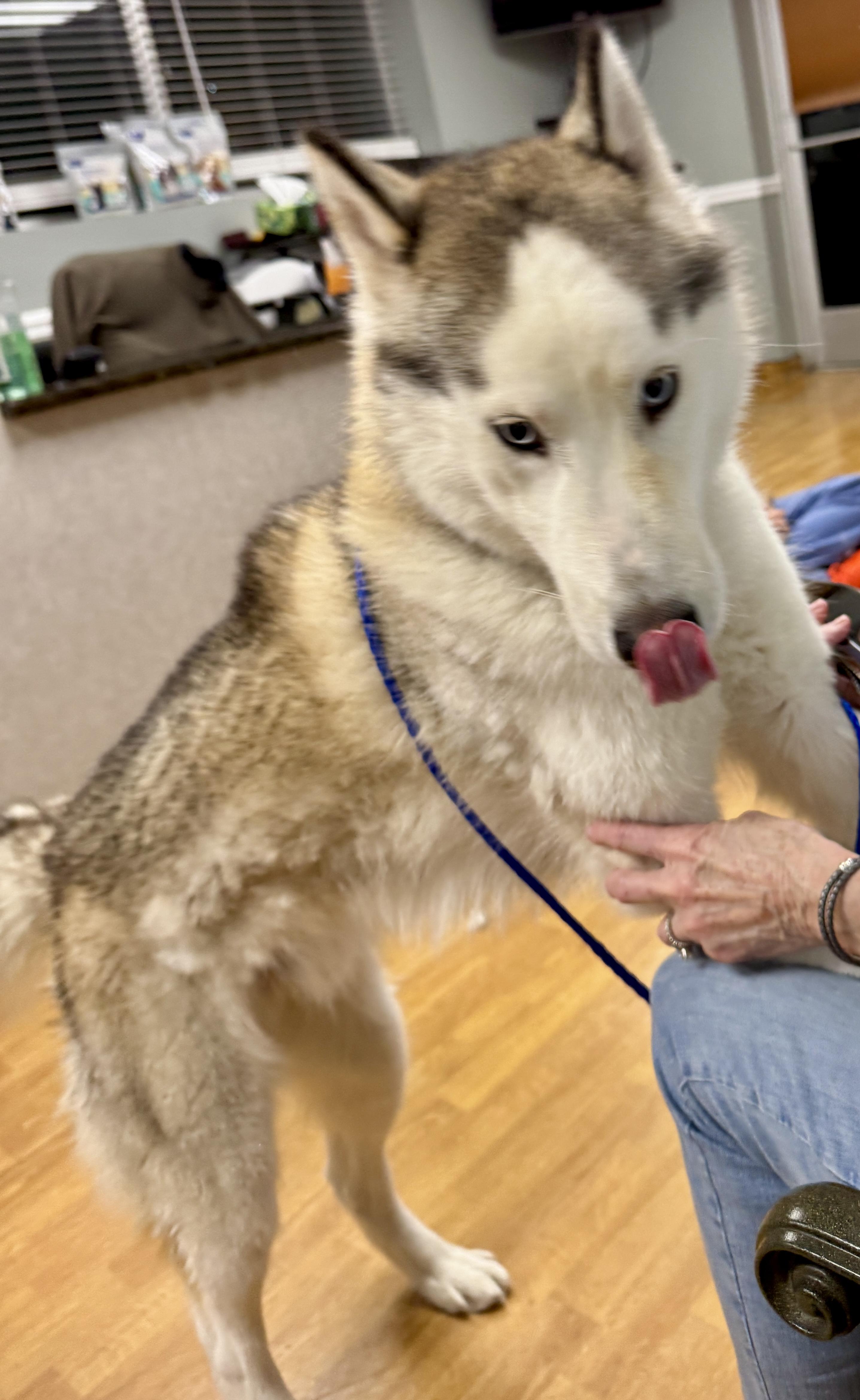 Enlarge Francesco Rivaldi, a Adoptable Husky in Mount Airy, NC image 3/5